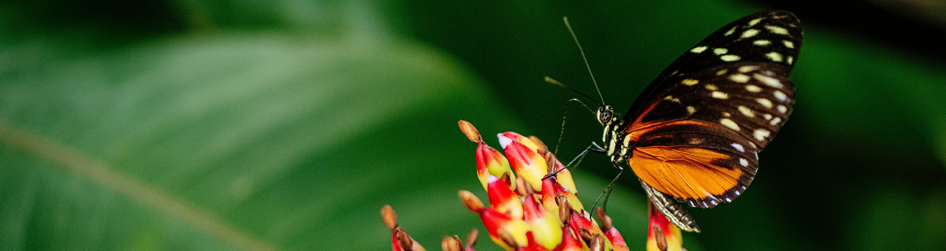 Schmetterling auf Blüte