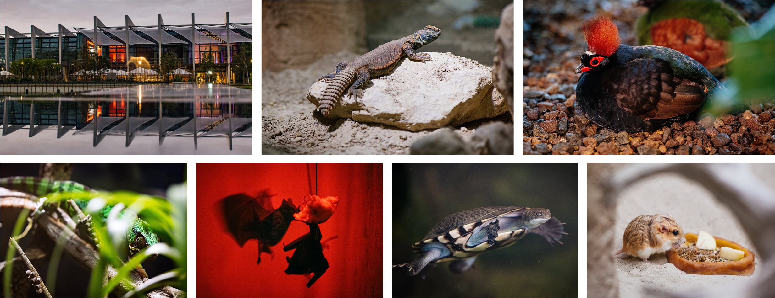 Collage von Pflanzen und Tieren im Danakil