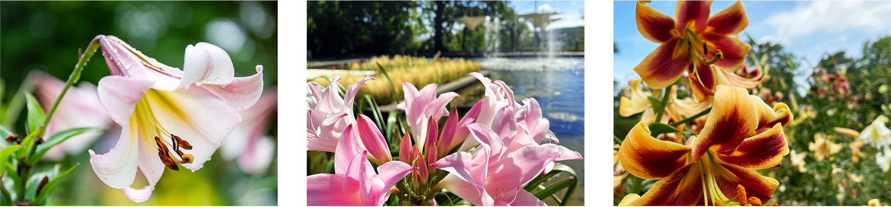 Bilder aus dem Liliengarten