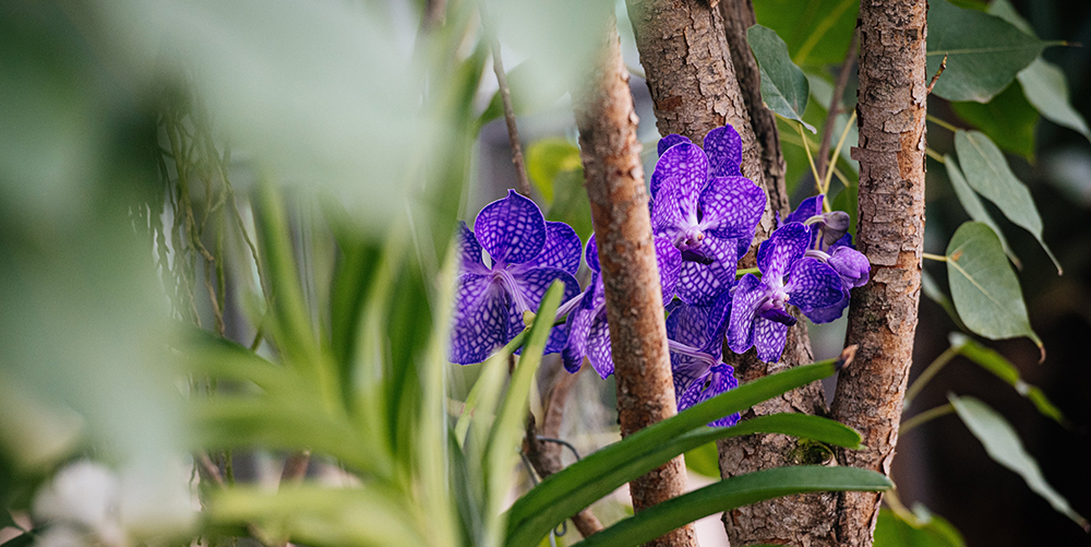 Orchideen im Urwaldhaus