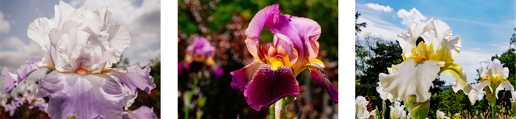 Bilder aus dem Irisgarten